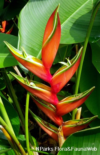 NParks | Heliconia × nickeriensis