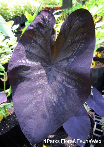 Nparks Colocasia Esculenta Black Coral