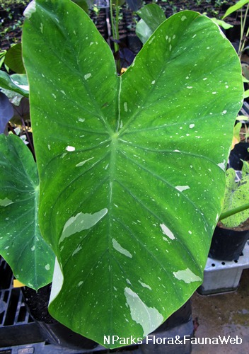 NParks | Colocasia esculenta 'Black Magic'