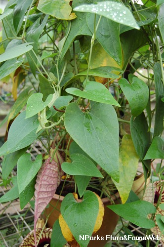 NParks | Aristolochia grandiflora