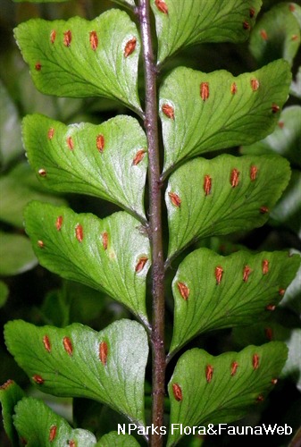 NParks | Didymochlaena truncatula