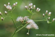 NParks Cyanthillium Cinereum