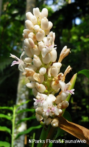 Alpinia Galanga - Find out all its Properties - HSN Blog