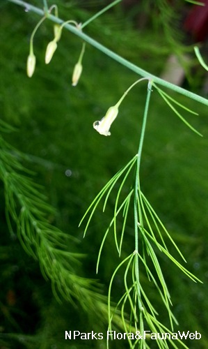 Garden asparagus (Asparagus officinalis) Flower, Leaf, Care, Uses -  PictureThis