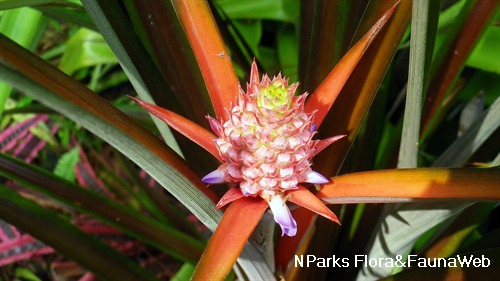 Araflora, exotic flora & more - Ananas nanus