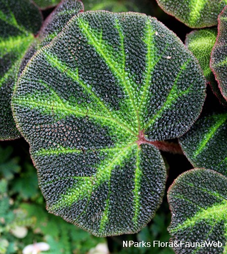 NParks | Begonia solimutata