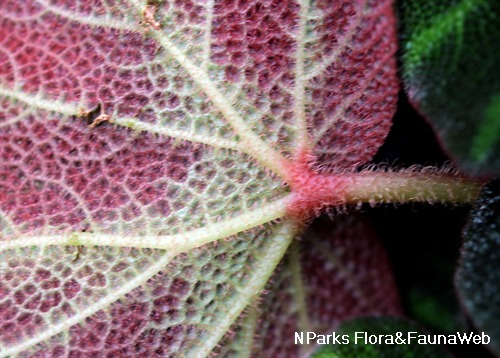 Under surface of leaves