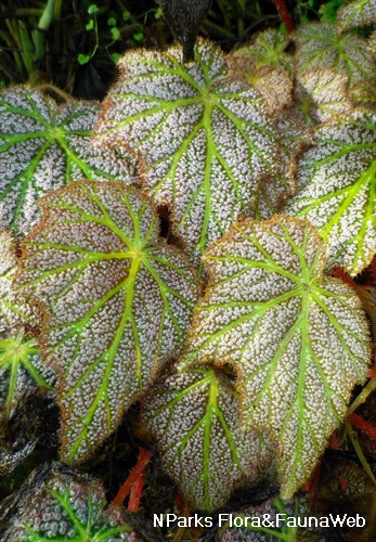 Begonia 'De Elegans' - Singapore