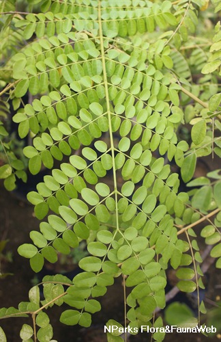 NParks | Guilandina bonduc