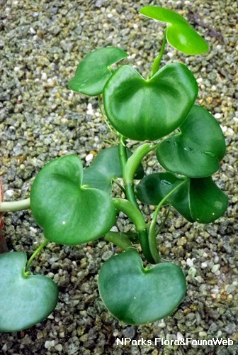 Get Big Philodendron Grazielae Pictures