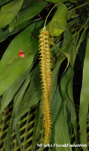 NParks | Dendrochilum latifolium var macranthum