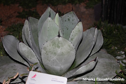 NParks | Agave parryi subsp parryi