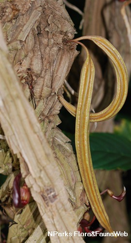 NParks | Aristolochia leuconeura