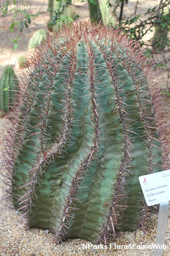 NParks  Ferocactus herrerae