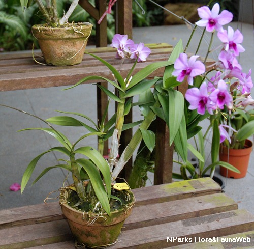 NParks | Dendrobium bigibbum