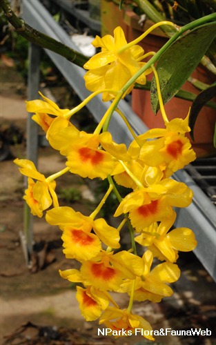 NParks | Dendrobium chrysotoxum