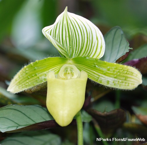 Green 2025 slipper orchid