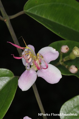 NParks | Dissochaeta pallida