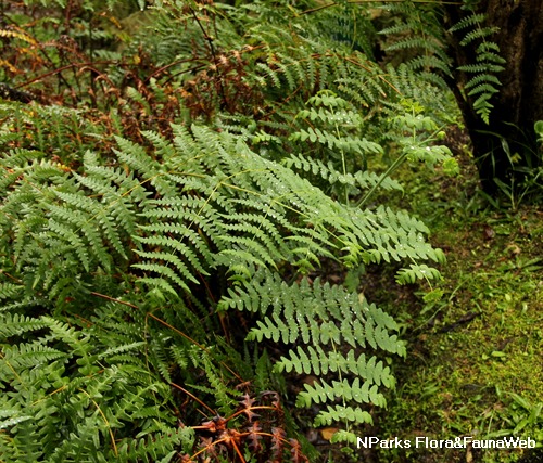 NParks | Histiopteris incisa