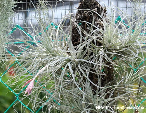 NParks | Tillandsia tectorum