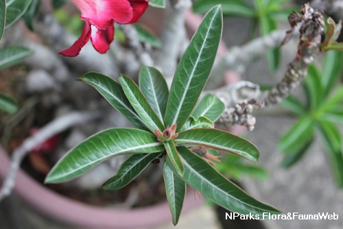 NParks | Adenium