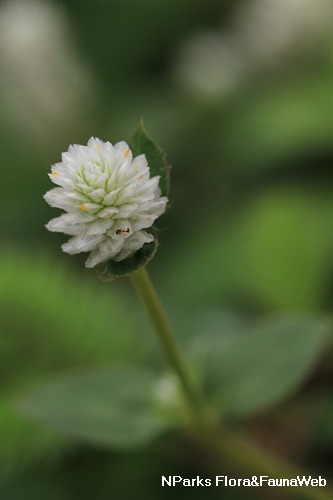 NParks | Gomphrena celosioides