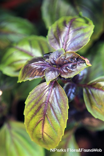 NParks Ocimum basilicum Amethyst