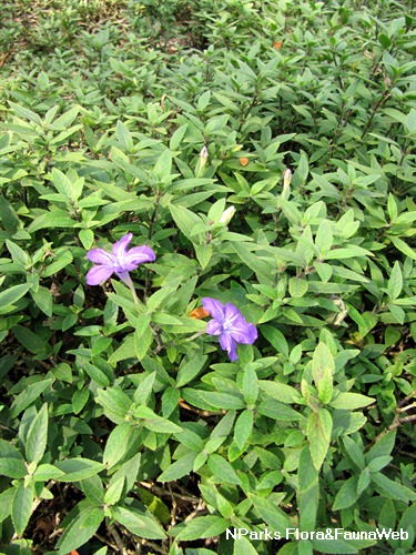 NParks | Ruellia longepetiolata