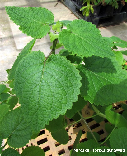 NParks | Plectranthus