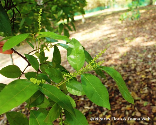 NParks | Dictyoneura obtusa