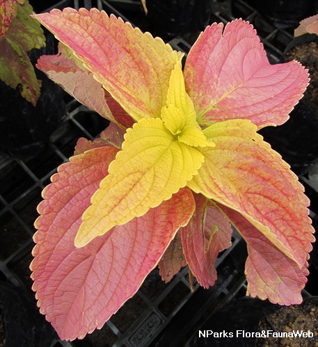 Nparks Coleus Scutellarioides Alabama Sunset