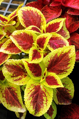 NParks | Coleus scutellarioides 'Wizard'