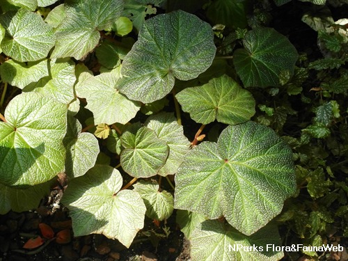 NParks | Begonia 'Art Hodes'