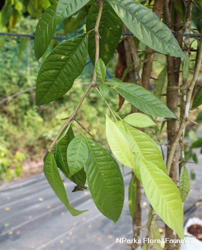 NParks | Burkillanthus malaccensis