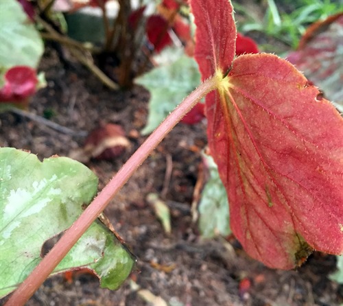 Leaf stalk and underside of leaf