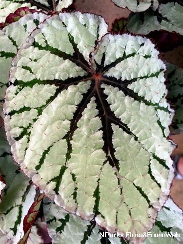 NParks | Begonia isoptera