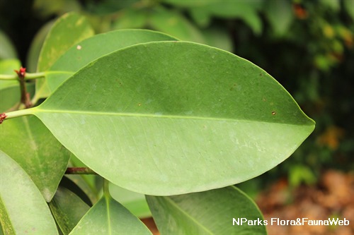 NParks | Garcinia nitida