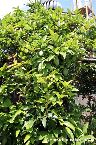 NParks | Ficus pumila var awkeotsang