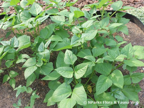 NParks | Phaseolus vulgaris 'Purple Bush Bean'