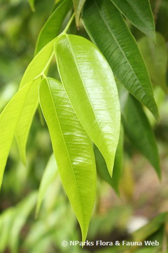 NParks | Myrciaria vexator