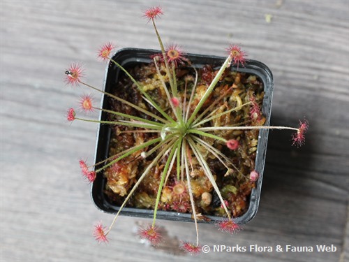 NParks | Drosera paradoxa