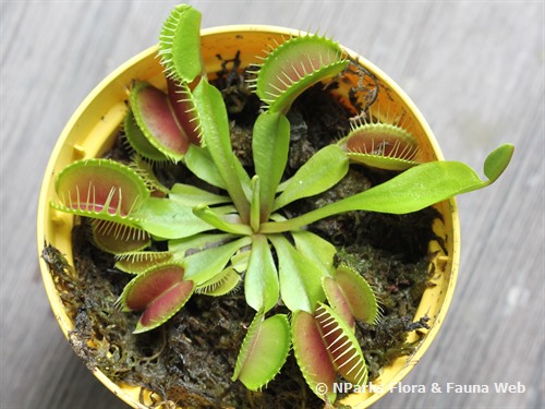 NParks | Dionaea muscipula