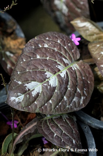 NParks | Pseuderanthemum alatum