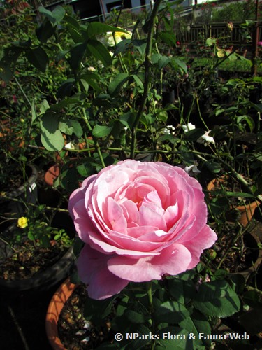 Rosa Soeur Emmanuelle