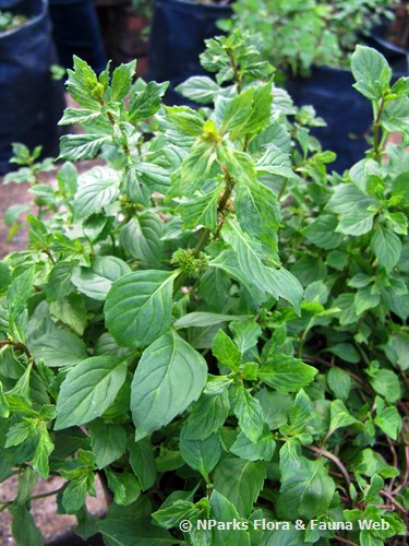 NParks  Mentha spicata