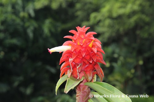 NParks | Costus amazonicus