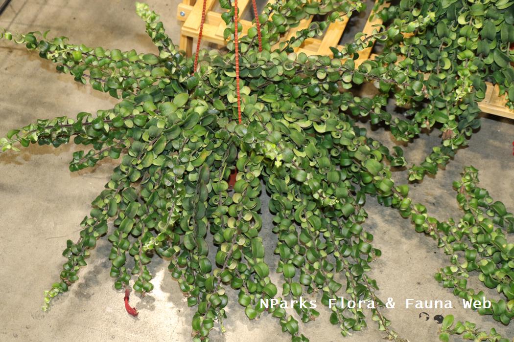 Aeschynanthus pulcher curly leaves cultivar
