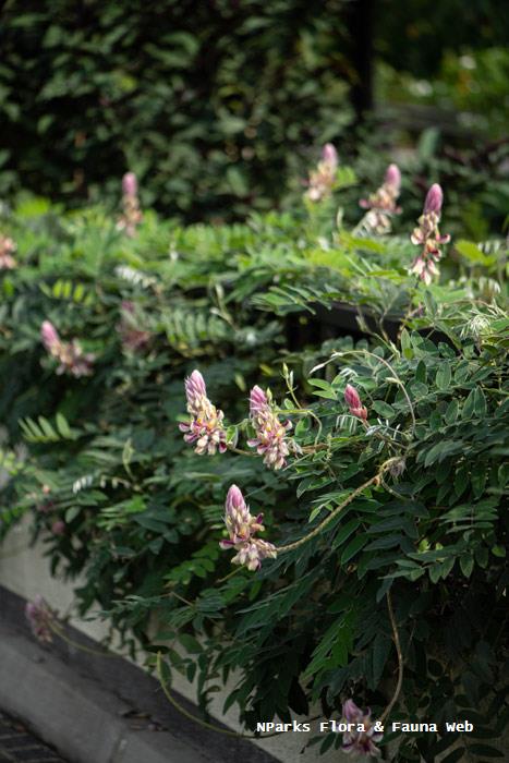 Afgekia_sericea_Zaki_Jamil_1r