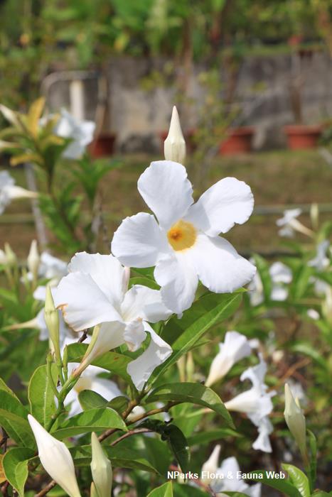 NParks | Mandevilla sanderi 'My Fair Lady'