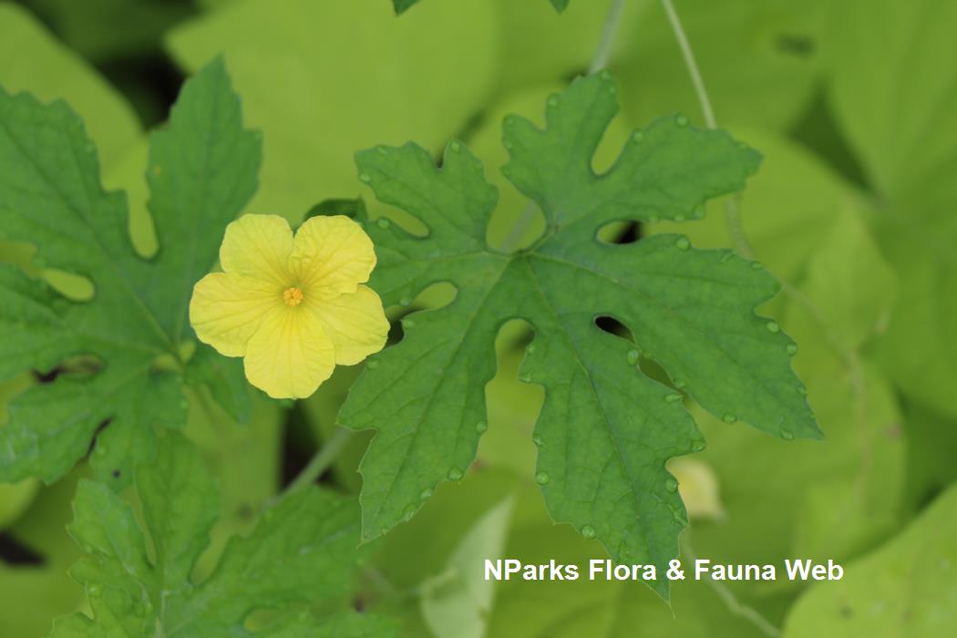 Momordica_charantia_Jennie_Tang_2